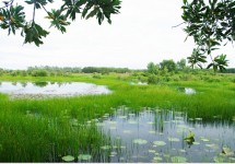 Tour Du Lịch Cà Mau- U Minh - Vườn Cò - Trà Sư 4 Ngày 3 Đêm